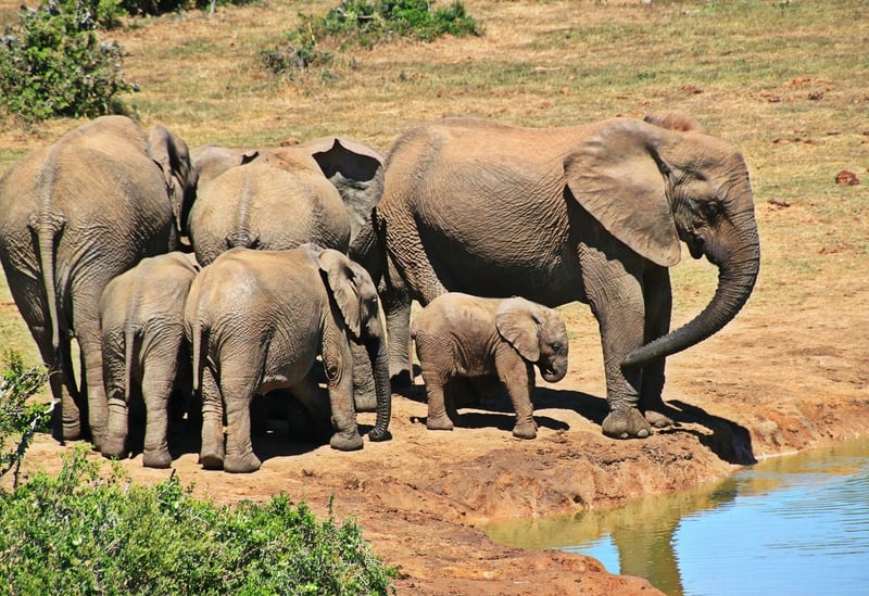 Elephants in the wild