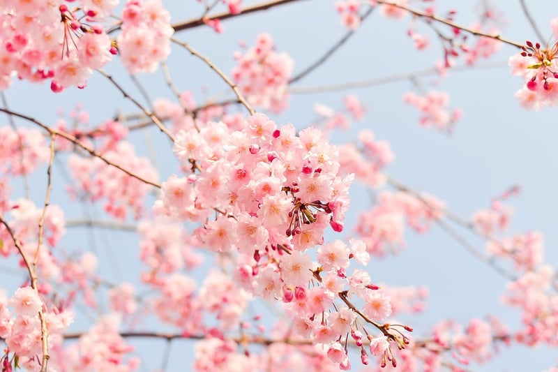 Hanami Festival